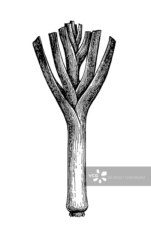 韭葱墨水速写图片素材