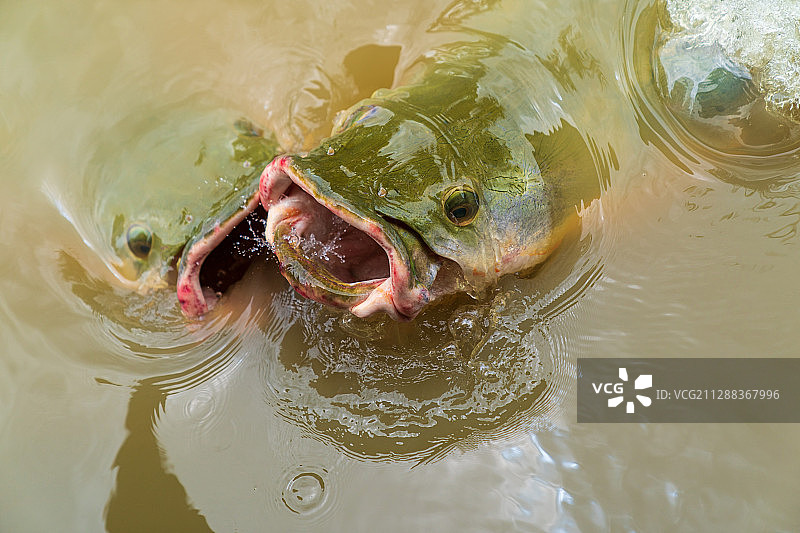 亚马逊巨骨舌鱼图片素材