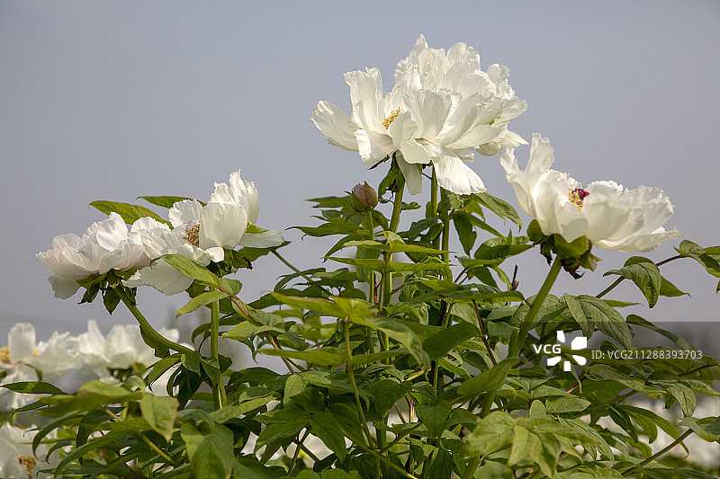 绽放的白牡丹花图片素材