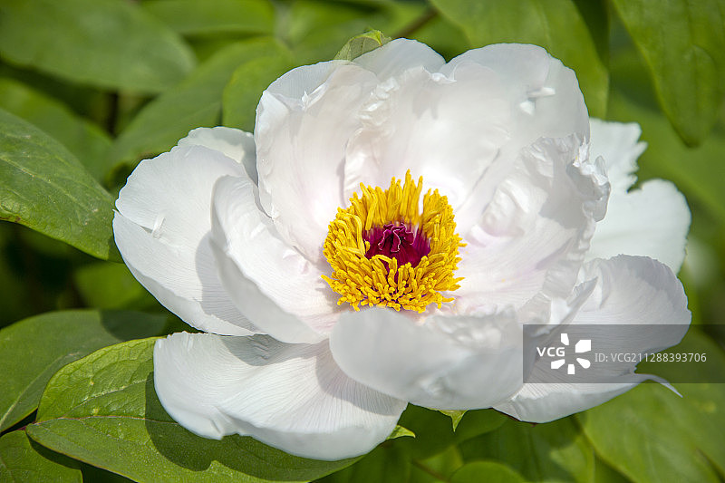 绽放的白牡丹花图片素材