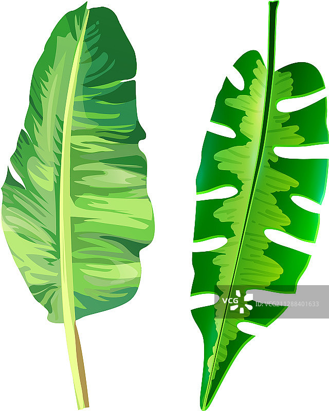 白色背景上孤立的热带树叶图标图片素材