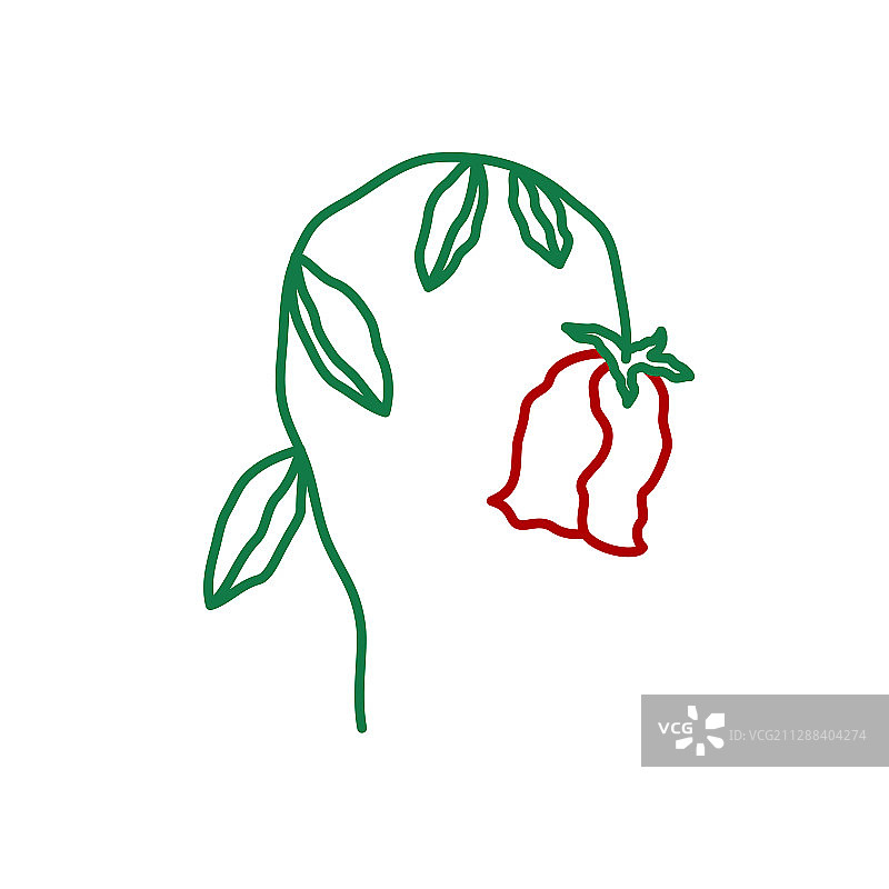 枯萎的玫瑰图片素材