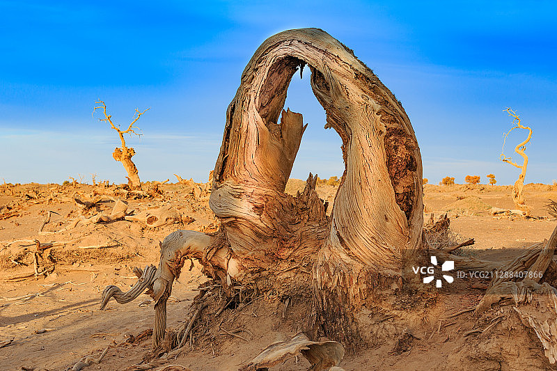 胡杨轮回图片素材