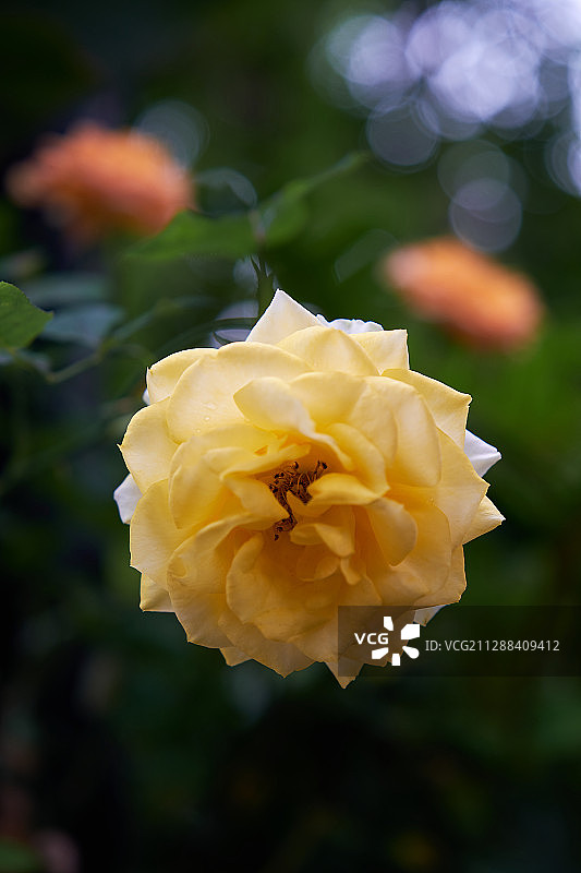 一朵蔷薇图片素材