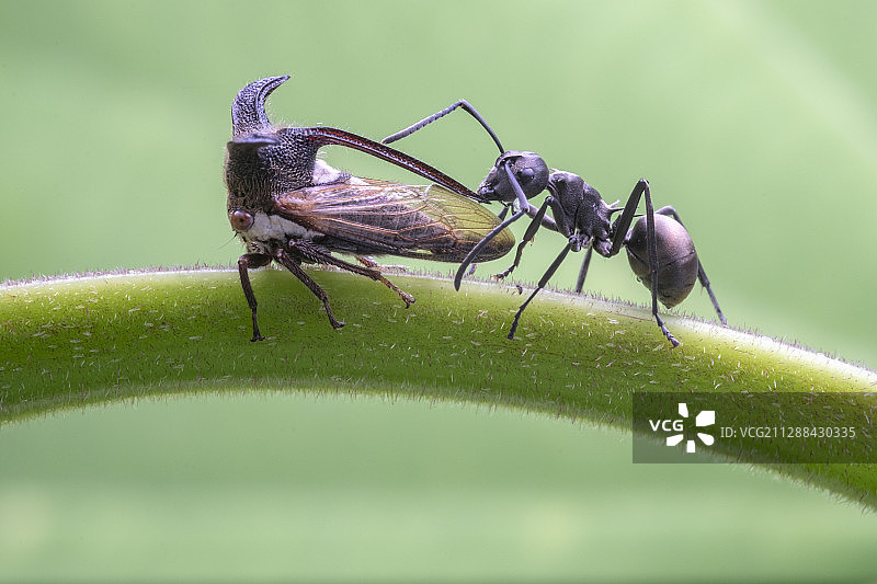 你的辫子好尖！图片素材