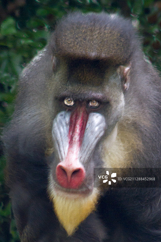 雄性山魈特写图片素材