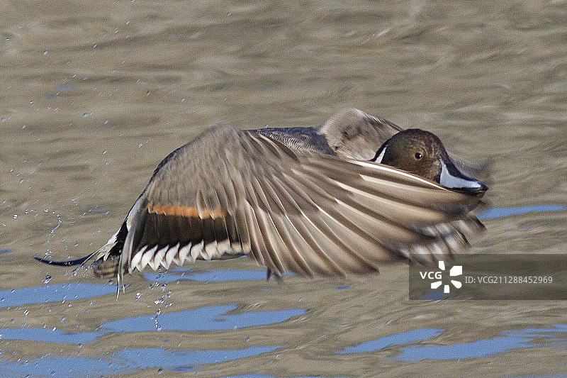 雄性针尾鸭起飞图片素材