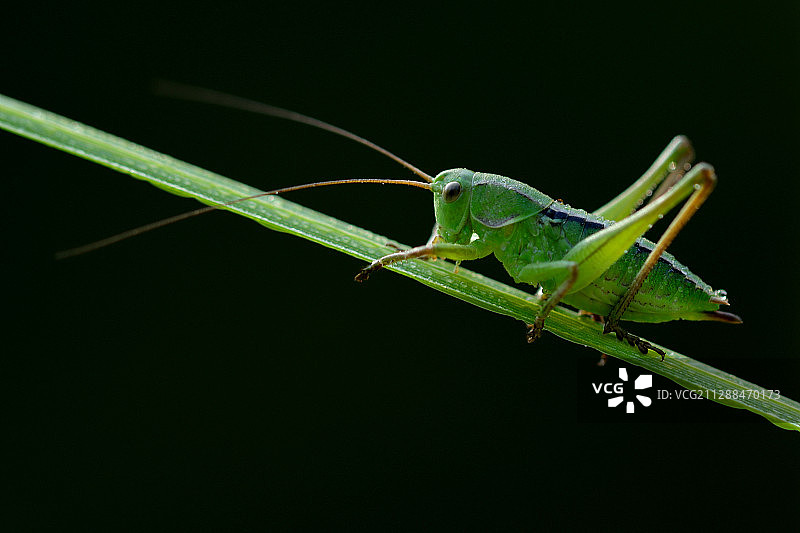 蝈蝈图片素材