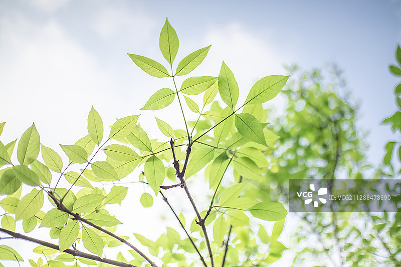 清新自然壁纸图片素材