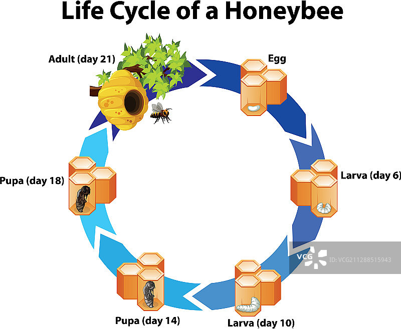 蜜蜂生命周期图图片素材