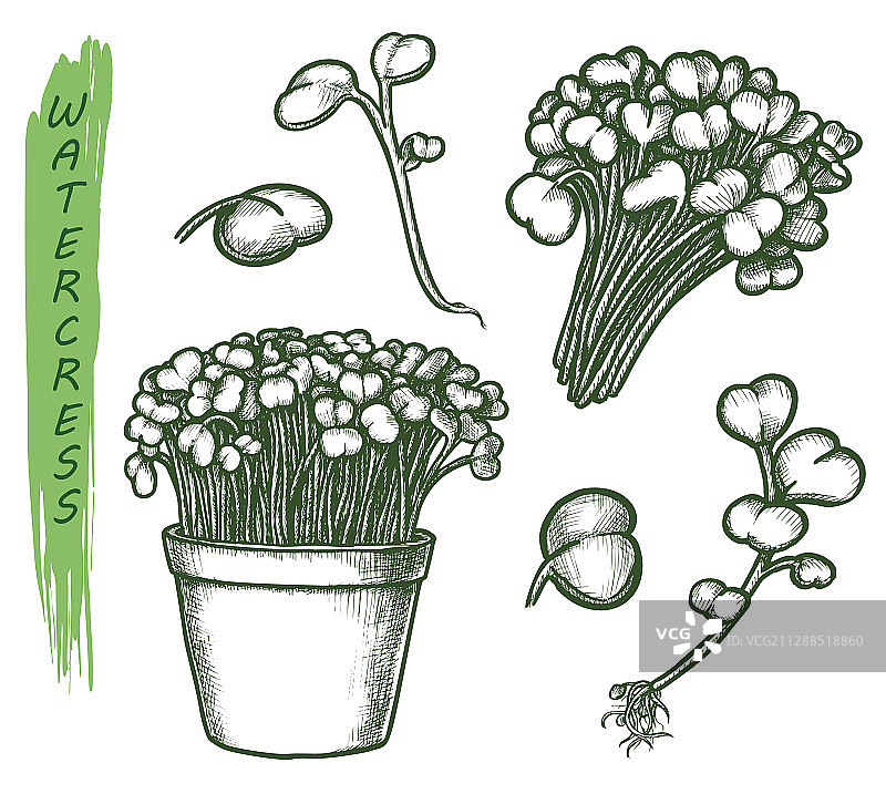 西洋菜沙拉植物草本食物速写图片素材