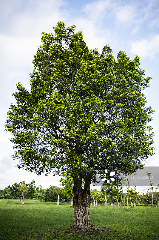 蓝天为背景的一棵榕树图片素材