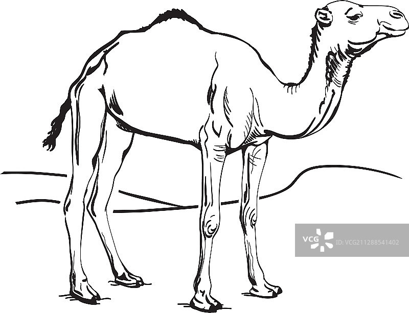 手绘沙漠单峰骆驼图片素材