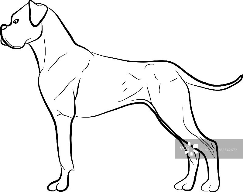 白色背景上的拳师犬品种图像图片素材