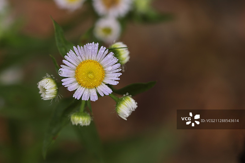 带露珠的野花：一年蓬图片素材