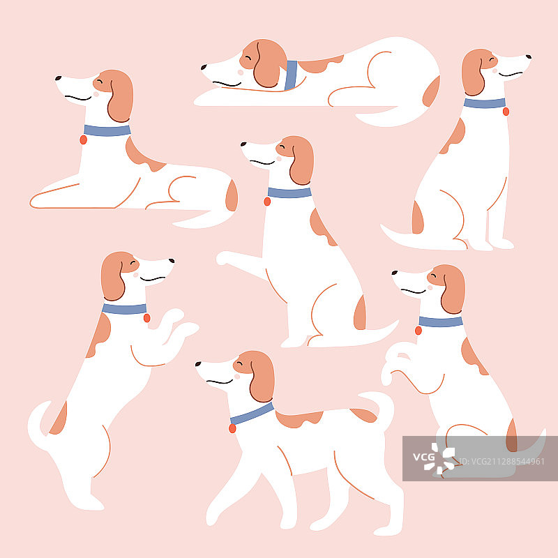 各种有趣的白色狗狗合集图片素材