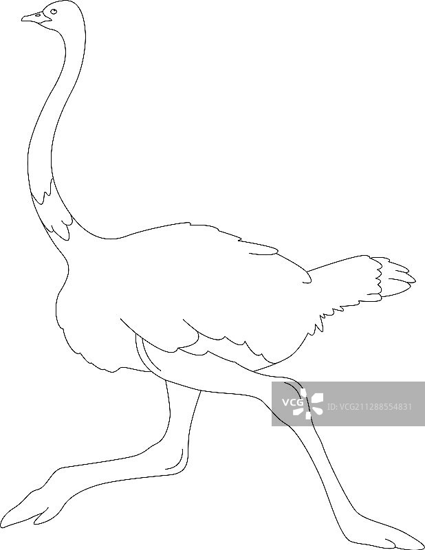 鸵鸟鸟类线条画图片素材