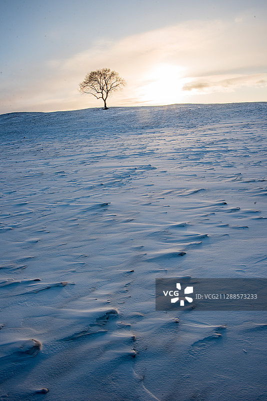 一棵树图片素材