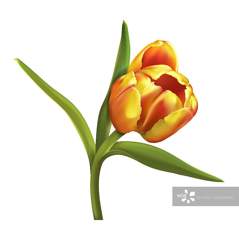 白色背景上的彩色郁金香图片素材