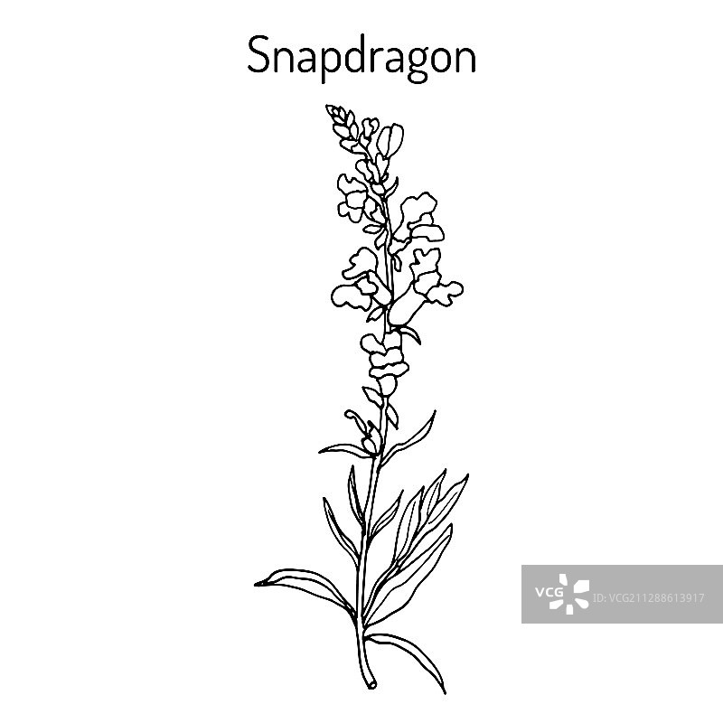 金鱼草图片素材