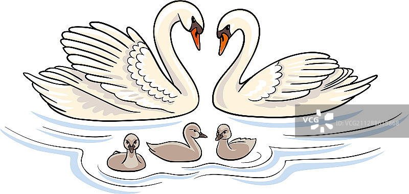 天鹅一家图片素材