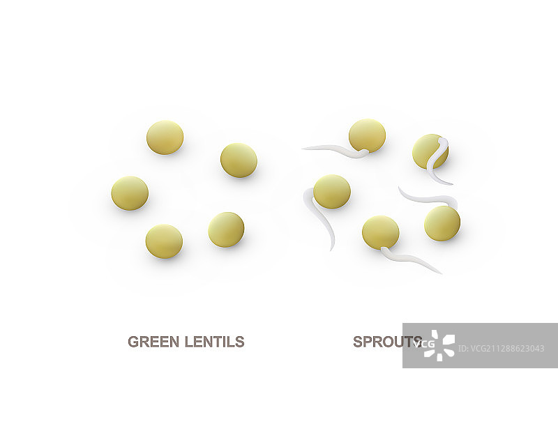 逼真的绿色小扁豆和豆芽套装图片素材