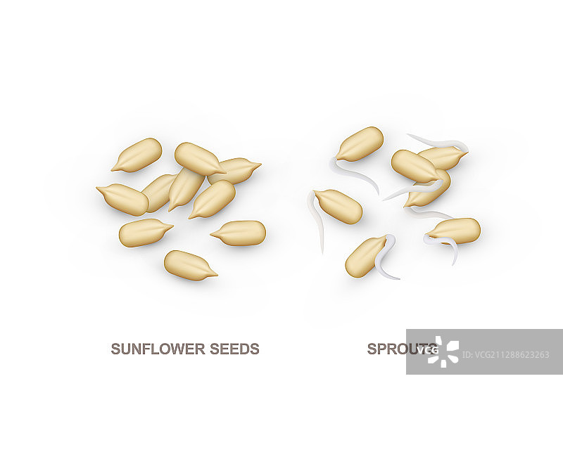 逼真葵花籽和嫩芽图片素材