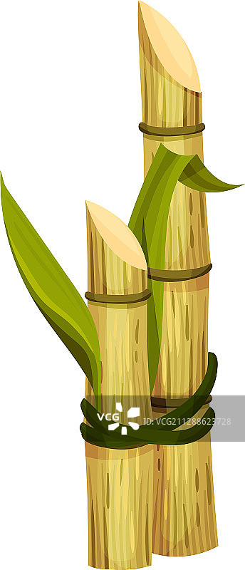甘蔗粗壮的茎被切割捆扎图片素材