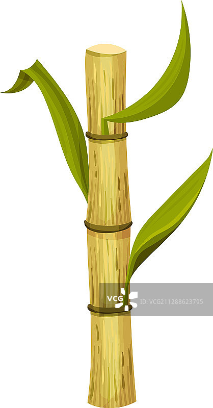 甘蔗单茎绿叶图片素材
