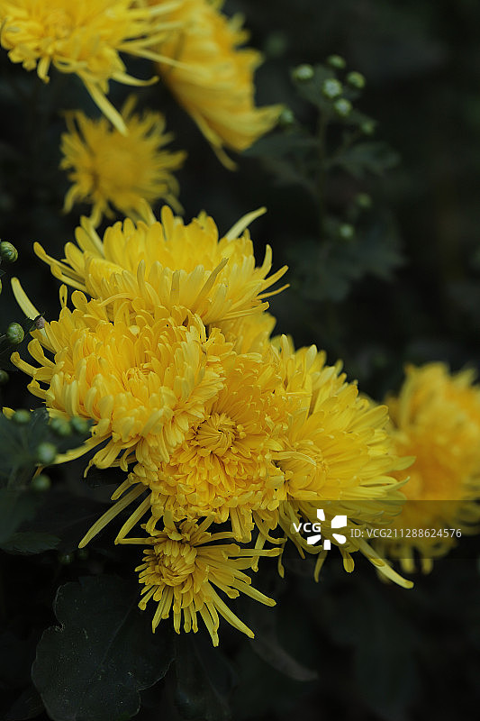 金丝皇菊图片素材