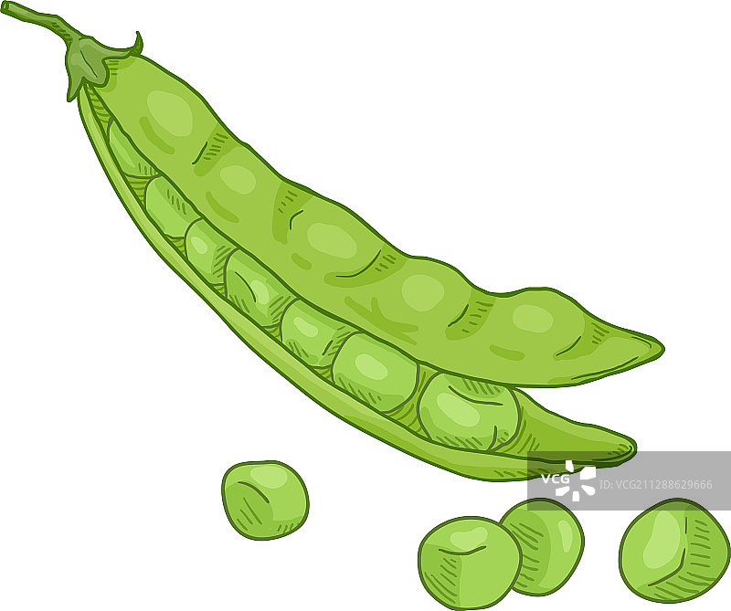 卡通绿色豌豆荚图片素材