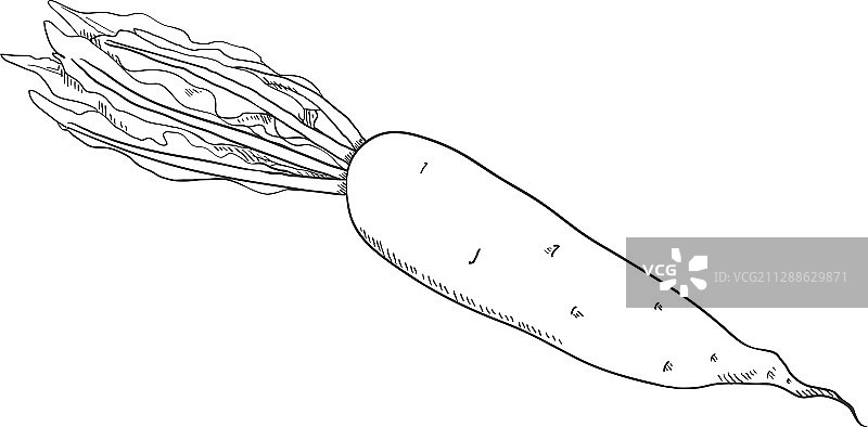 日本萝卜大根草图图片素材