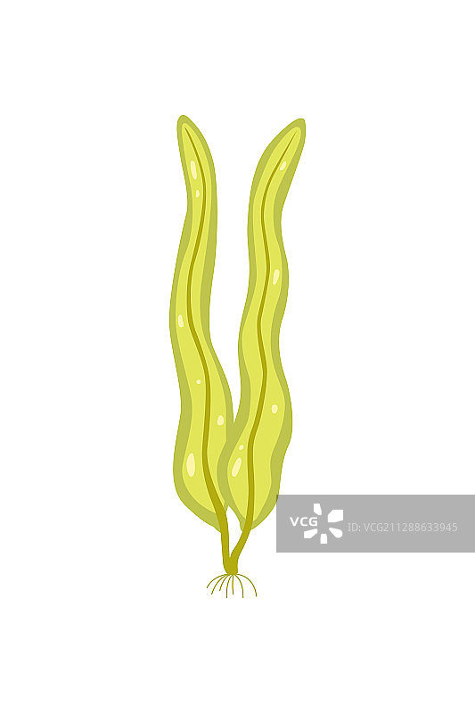 白色背景上的海藻图标图片素材