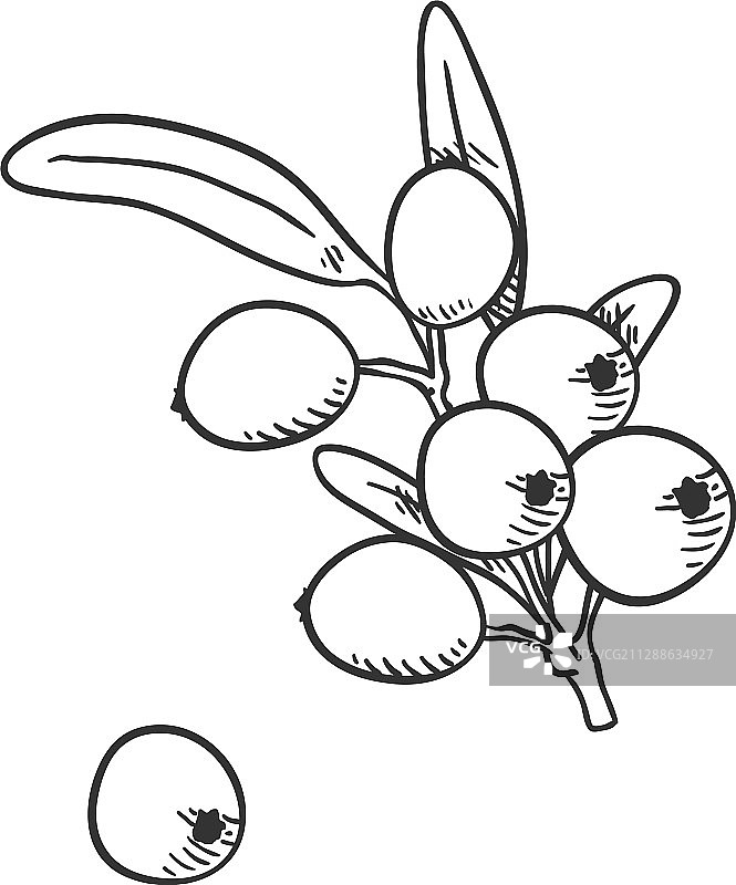 沙棘果树枝草图图片素材