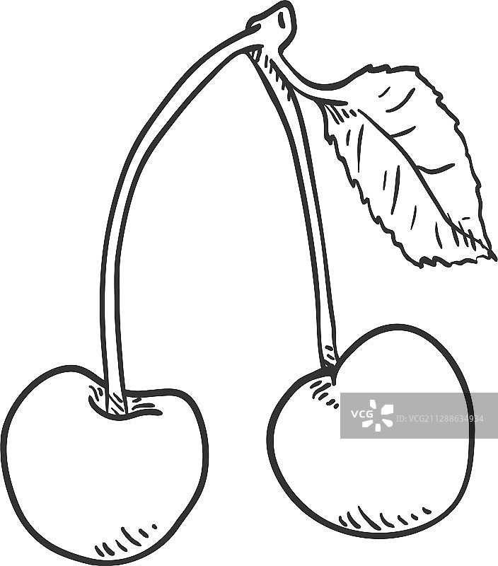 素描-带叶的树枝上的两颗樱桃图片素材