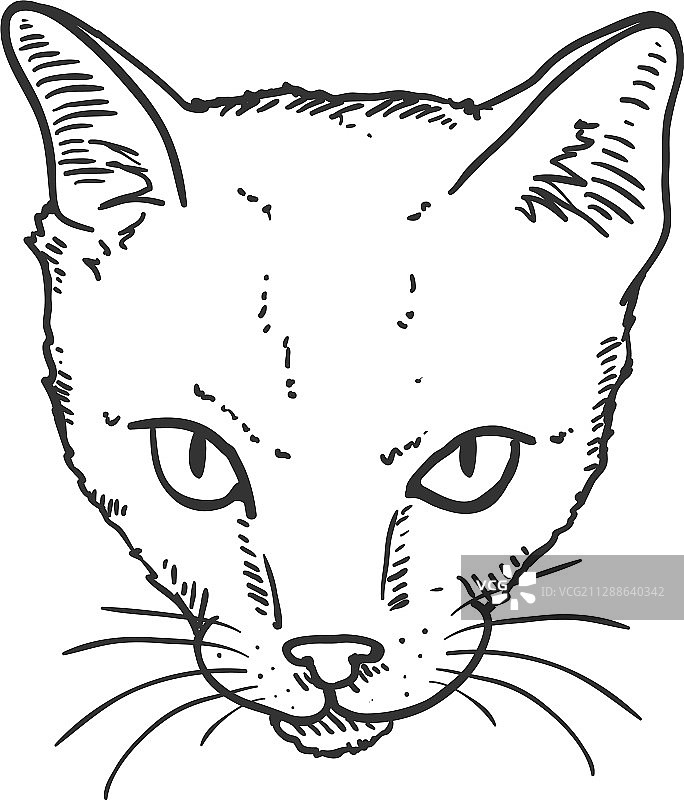 短毛猫面部肖像素描图片素材