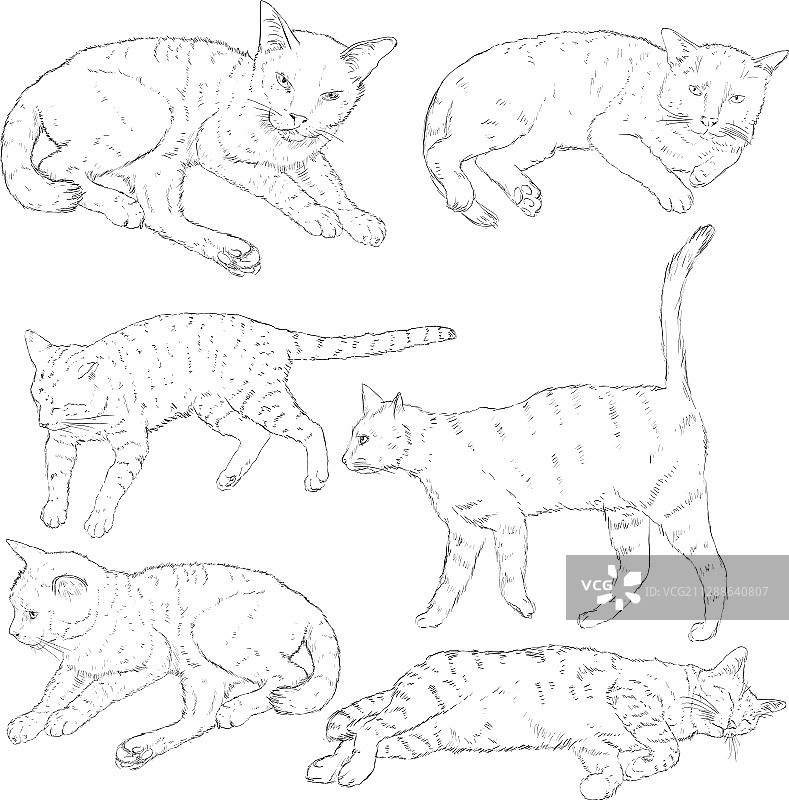 猫咪速写素材图片素材