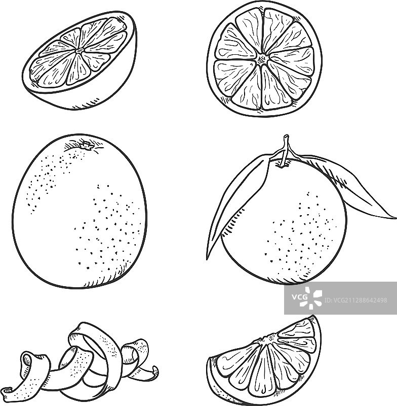 橘子水果草图合集图片素材