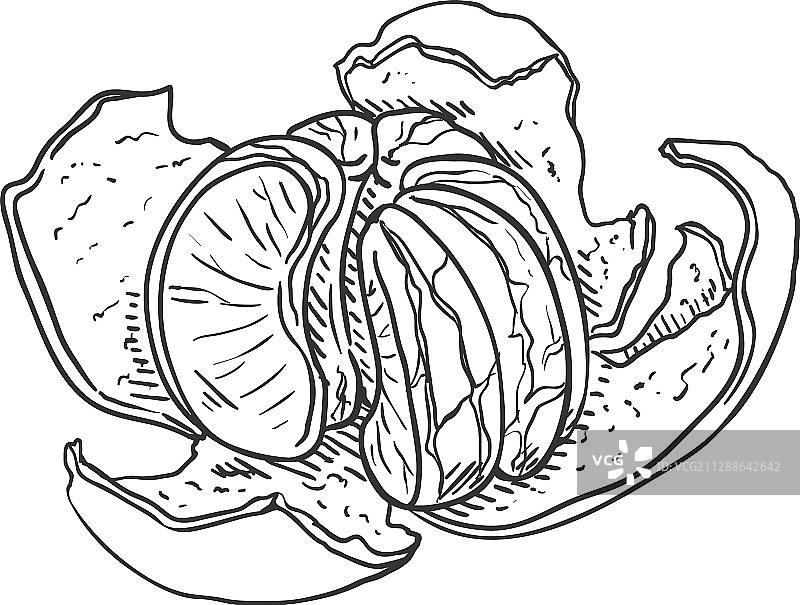 素描：带皮的橘子片图片素材