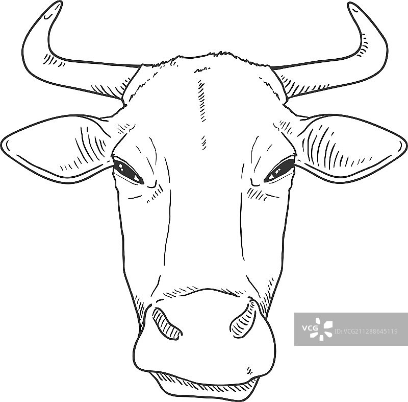 奶牛头部速写图片素材