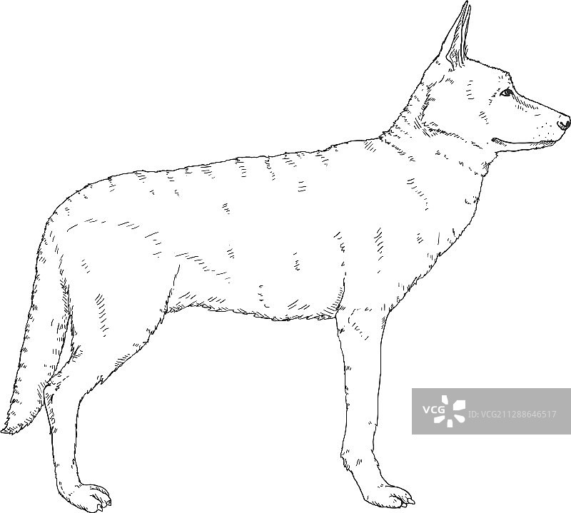 站立的德国牧羊犬素描图片素材