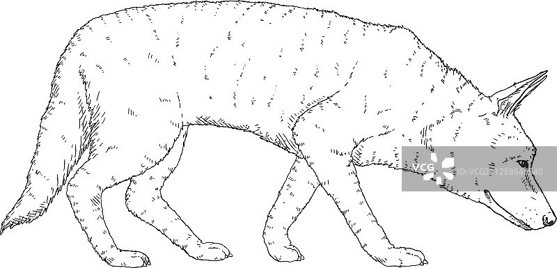 搜寻的德国牧羊犬素描图片素材