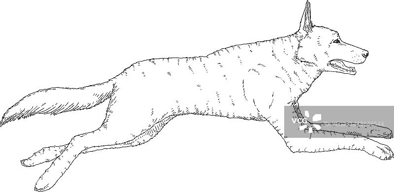 跳跃的德国牧羊犬素描图片素材