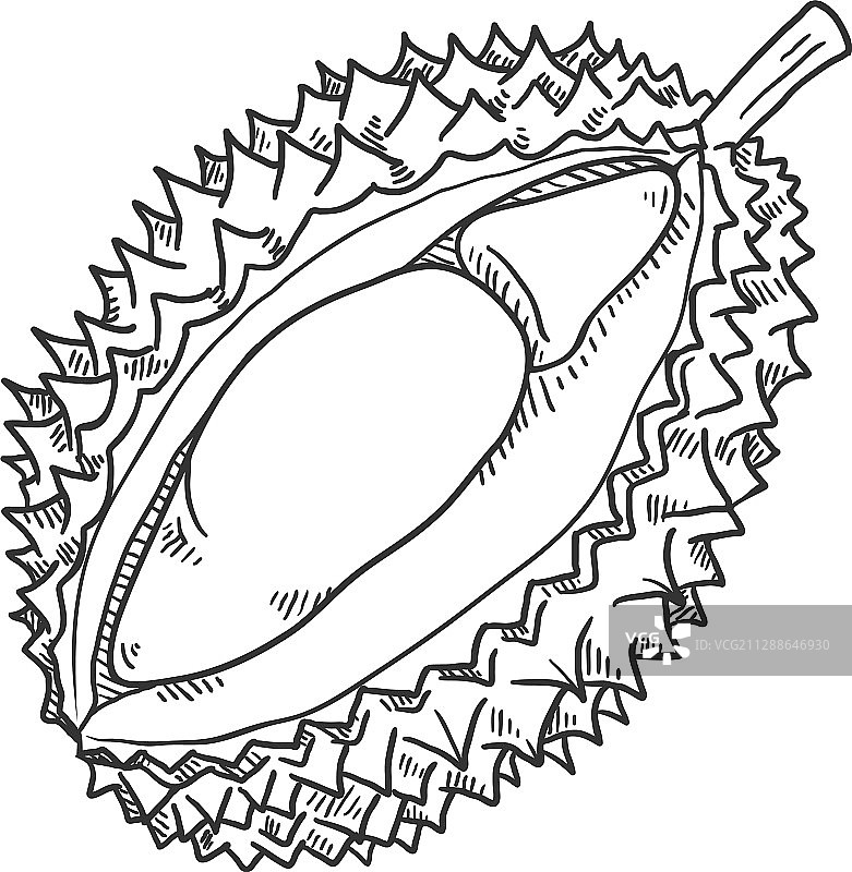 素描榴莲水果图片素材