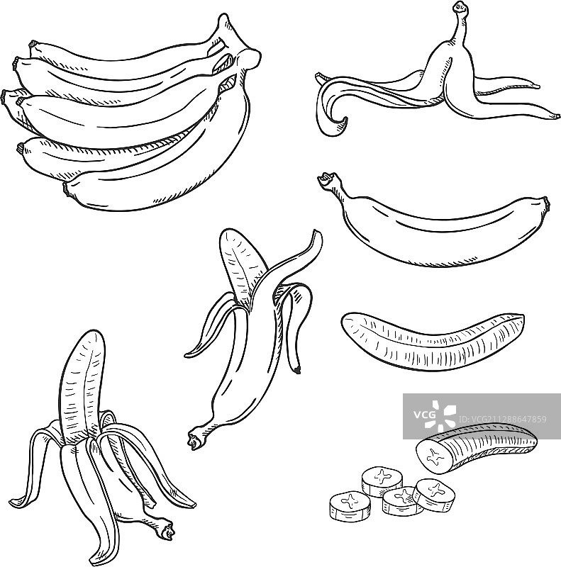香蕉素描合集图片素材