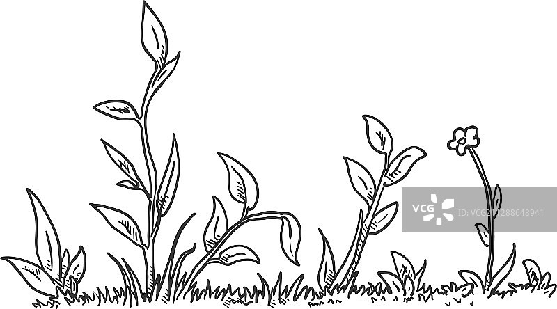 素描野生草图片素材