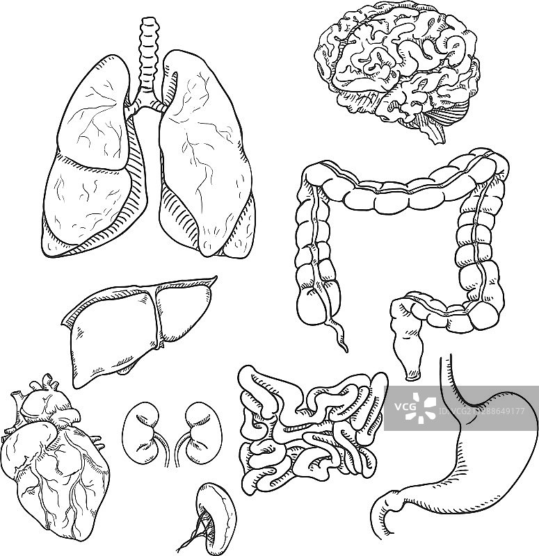 人体器官解剖素描套装图片素材