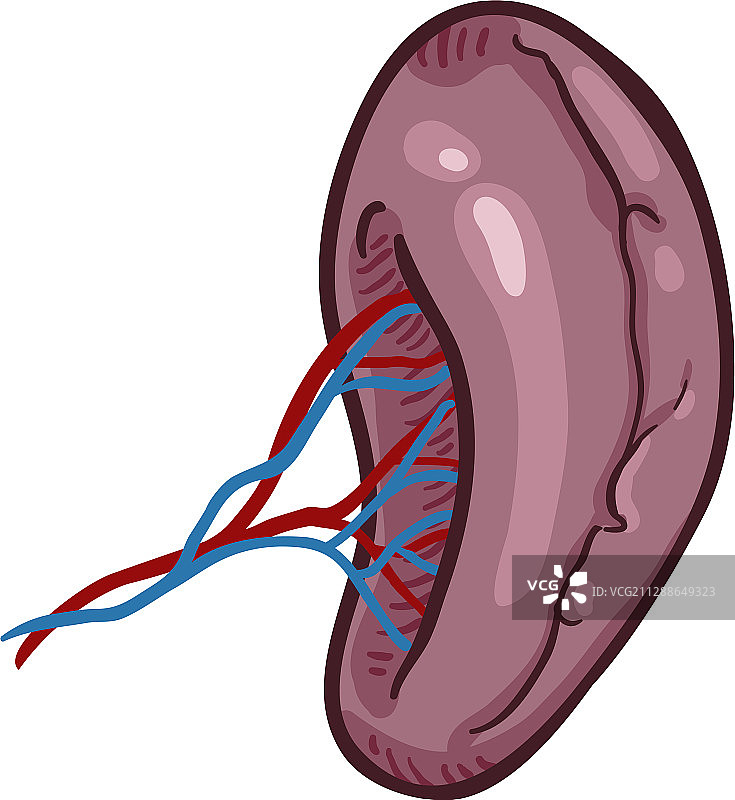 卡通人体脾脏解剖器官图片素材