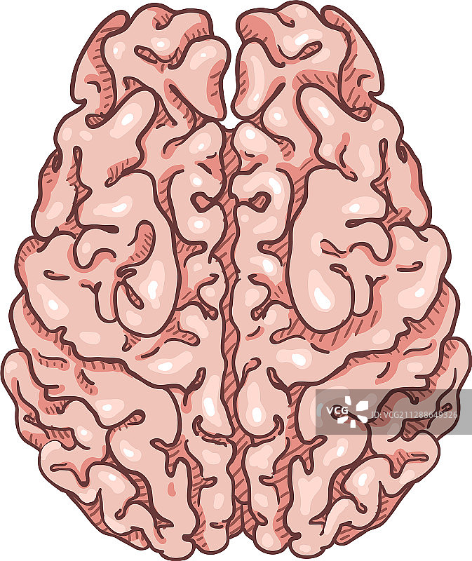 卡通粉色人类大脑顶视图图片素材