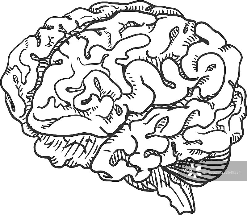 手绘人脑草图图片素材